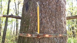 Onapu_Shyzhe_kumaltysh